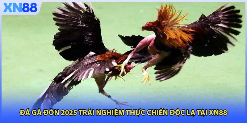 Đá Gà Đòn 2025 Trải Nghiệm Thực Chiến Độc Lạ Tại XN88